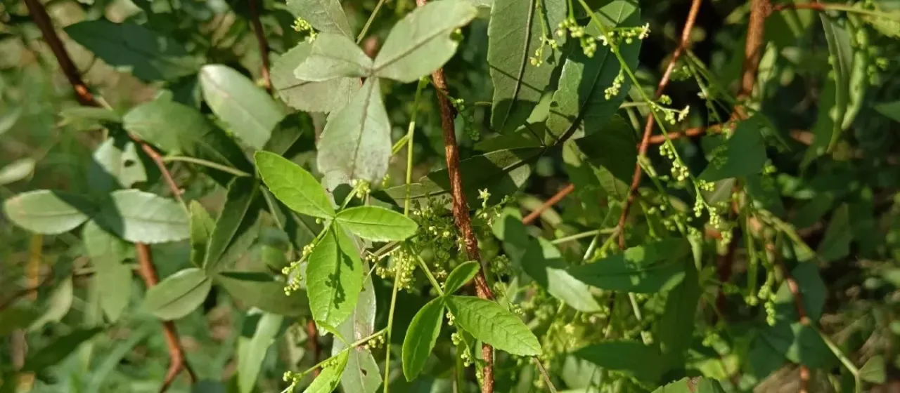 Searsia leptodictya