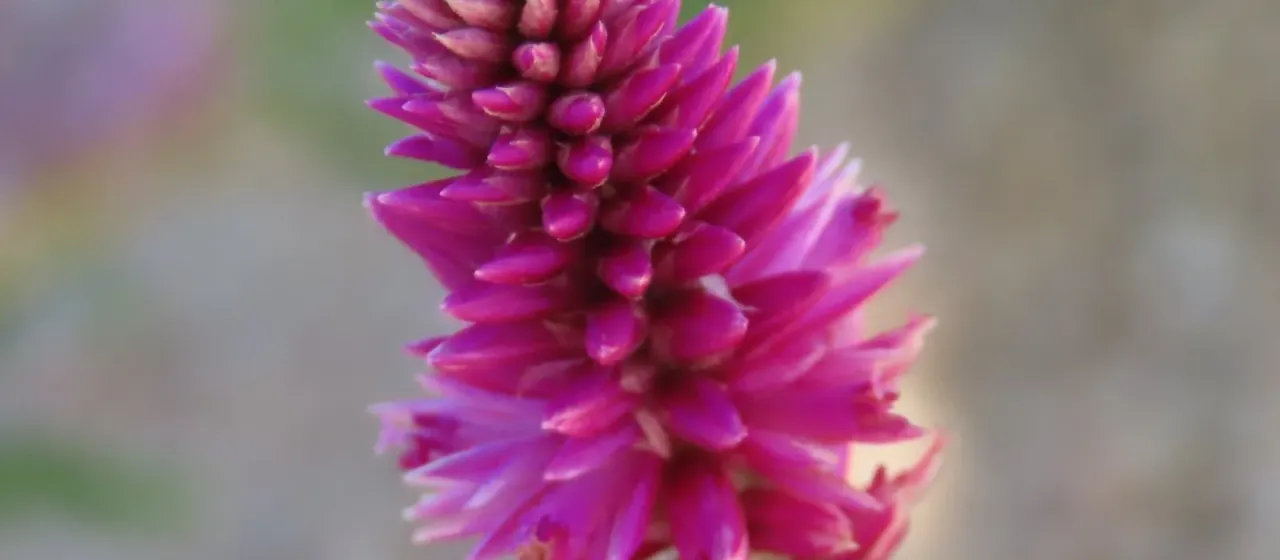Hermbstaedtia fleckii