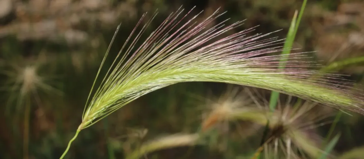 Foxtail barley
