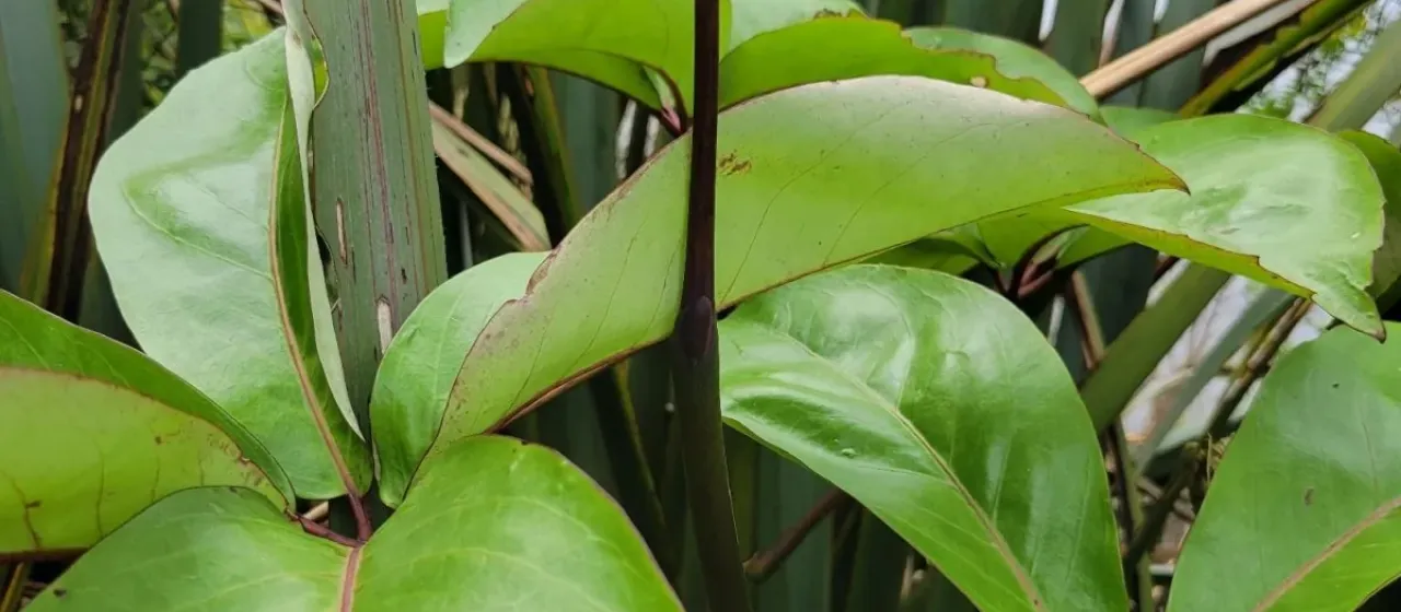 Pseudopanax laetus
