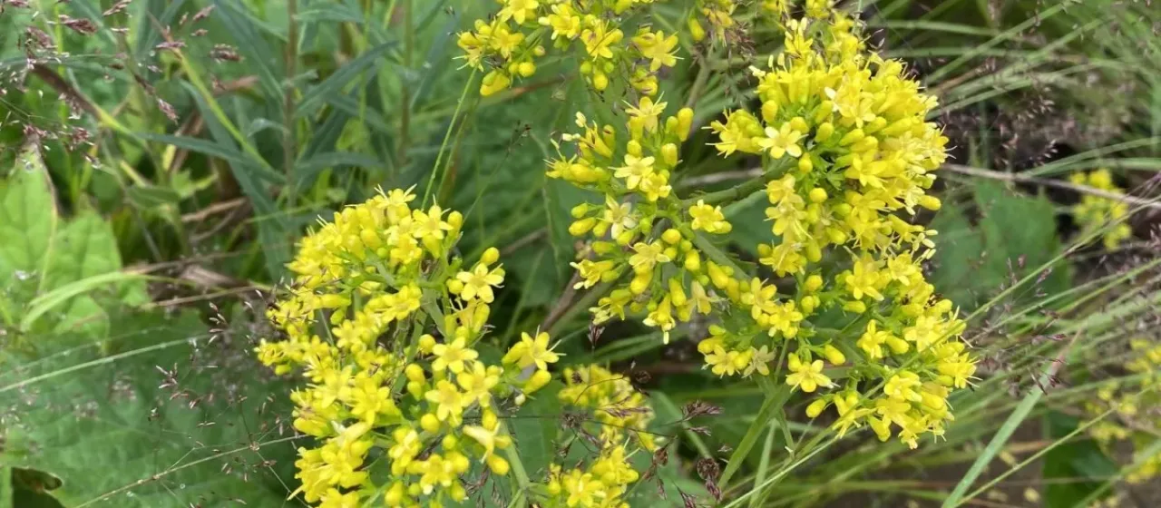 Patrinia gibbosa