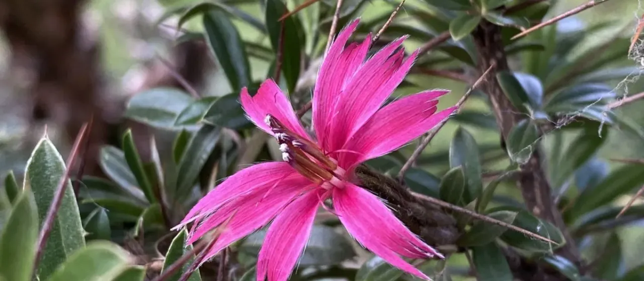 Barnadesia arborea