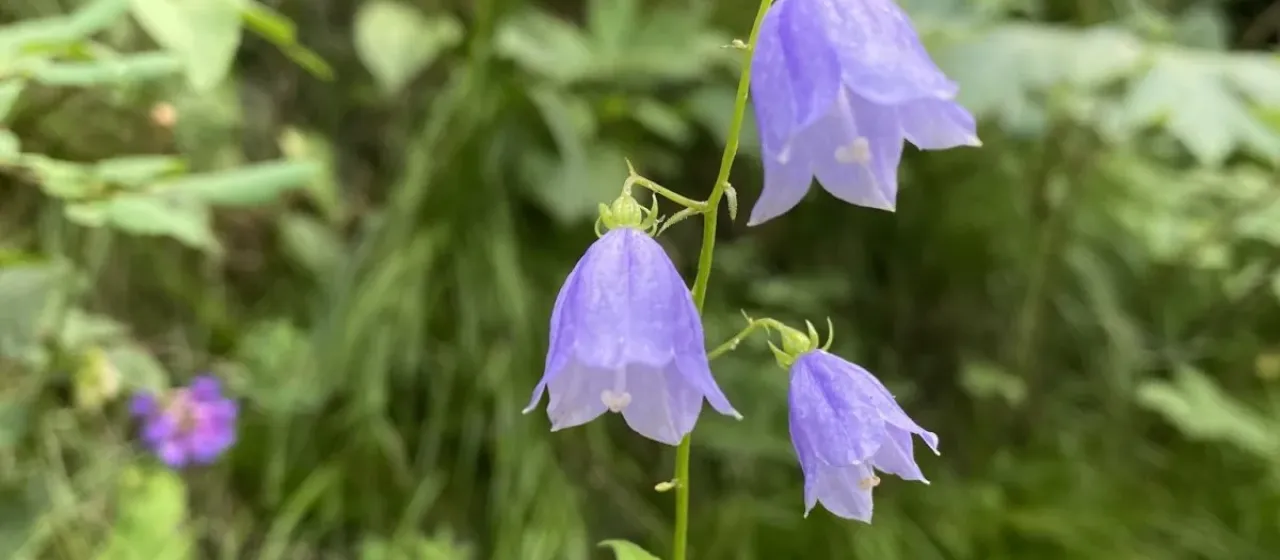 Lamarck's ladybell
