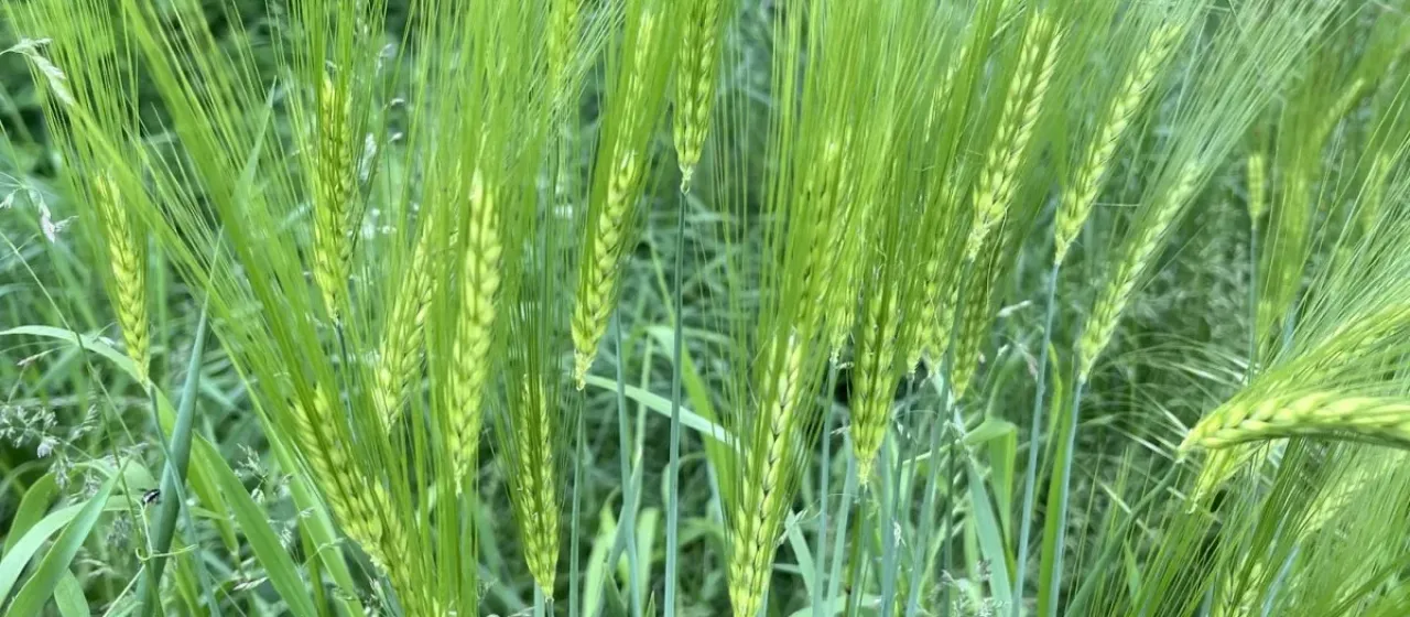 Winter barley