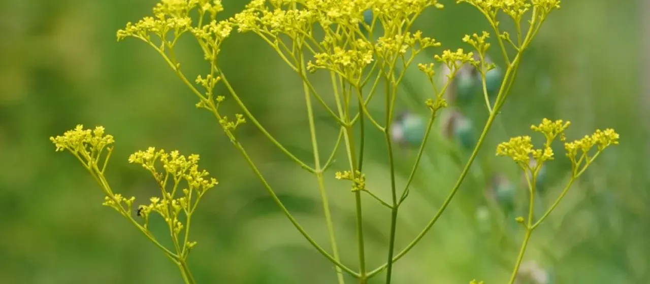 Patrinia scabiosifolia