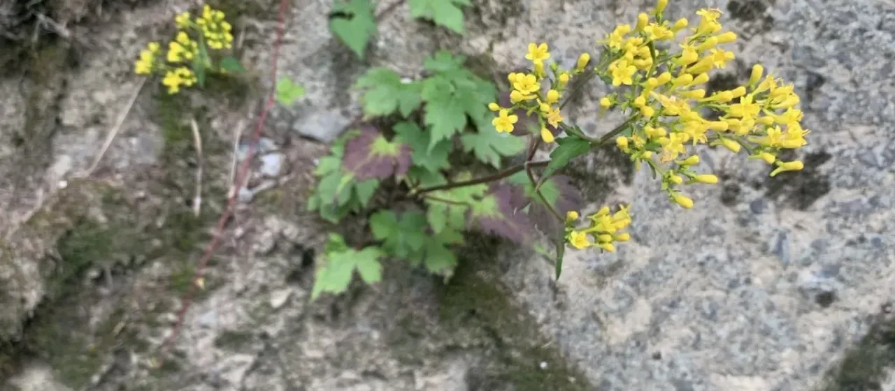 Patrinia triloba