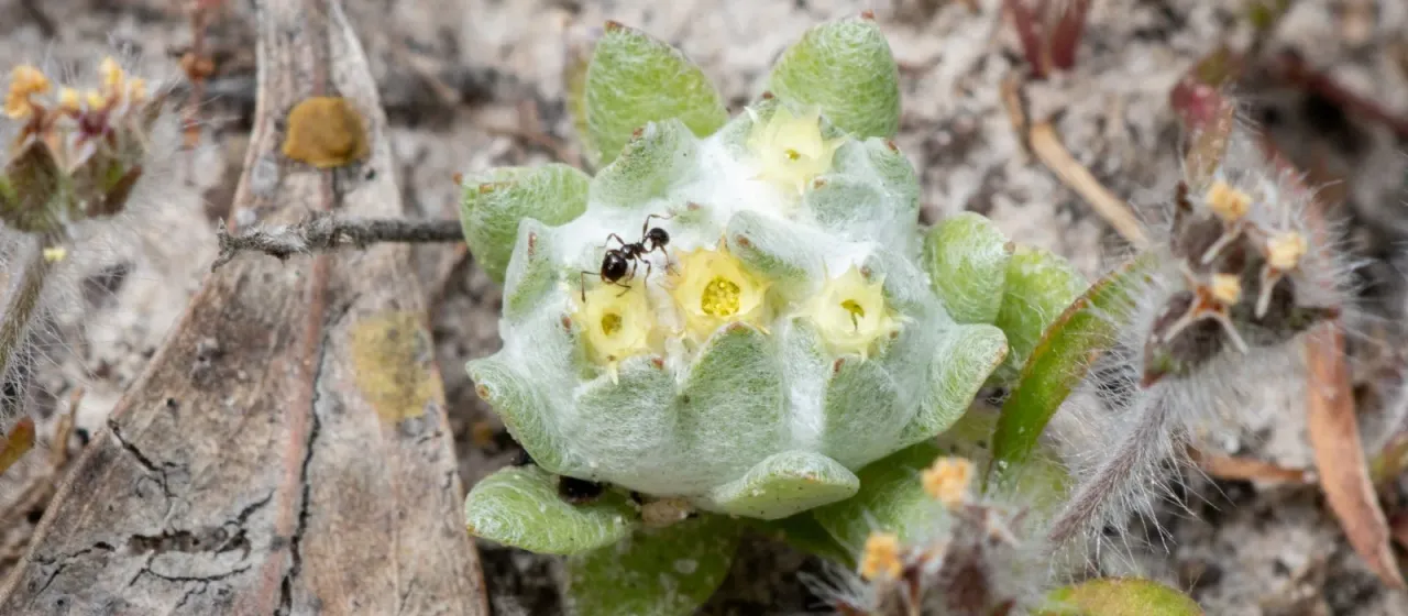 Actinobole uliginosum