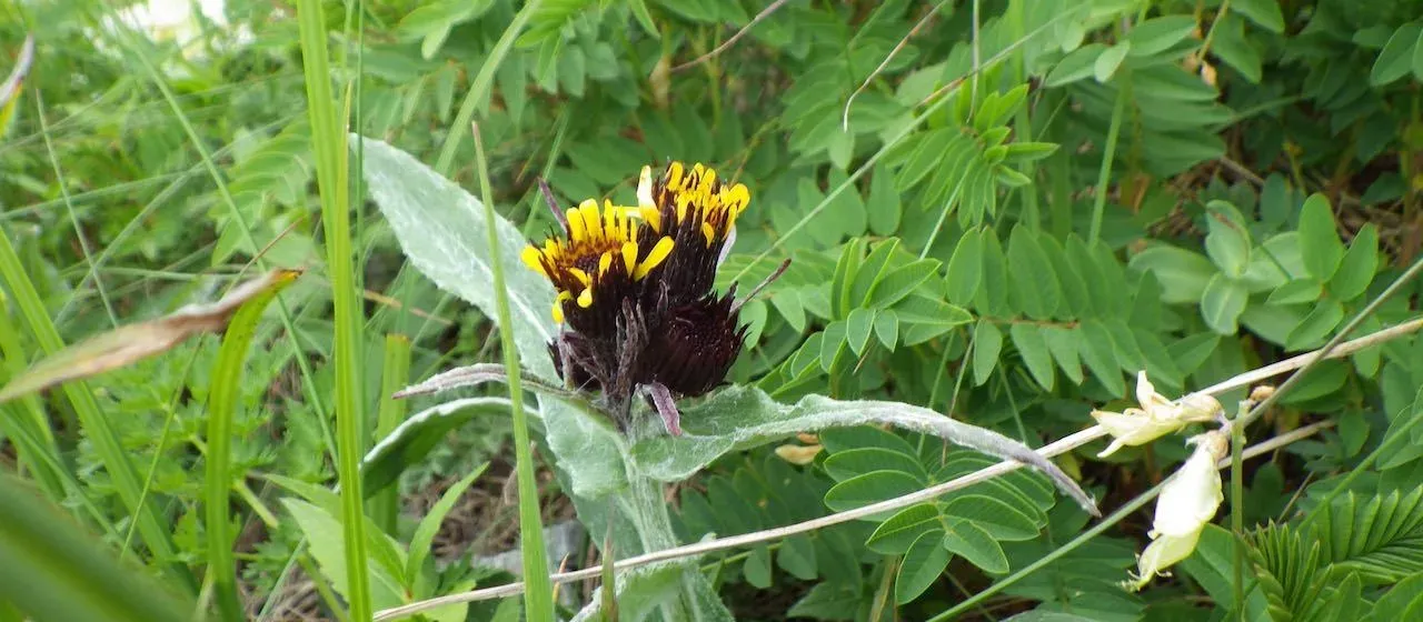 Tephroseris takedana