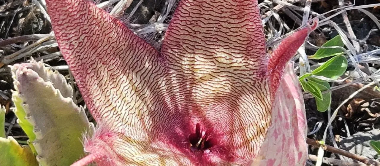 Stapelia gigantea