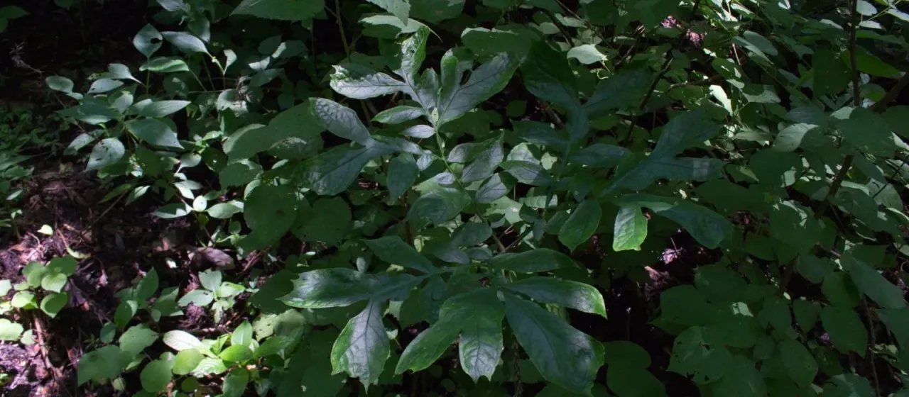 Dracontium soconuscum