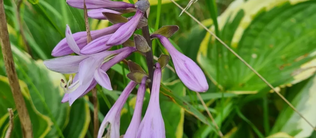 Hosta fortunei
