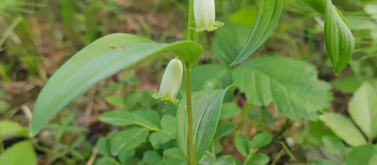 Dwarf Solomon's seal
