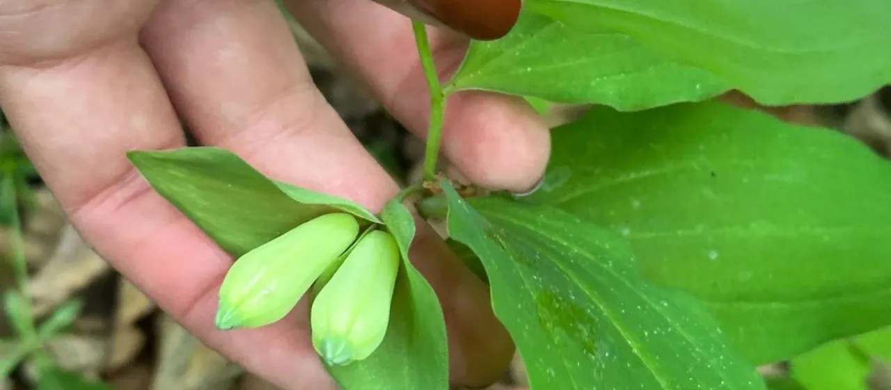 Polygonatum involucratum