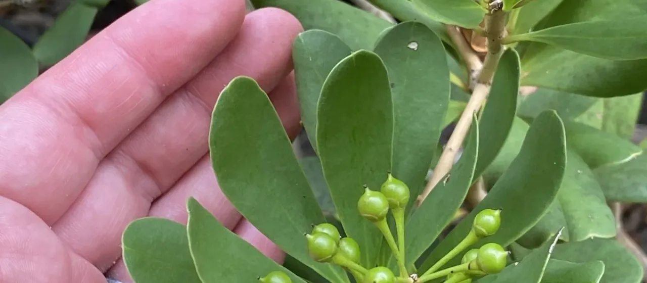 Jacquinia arborea