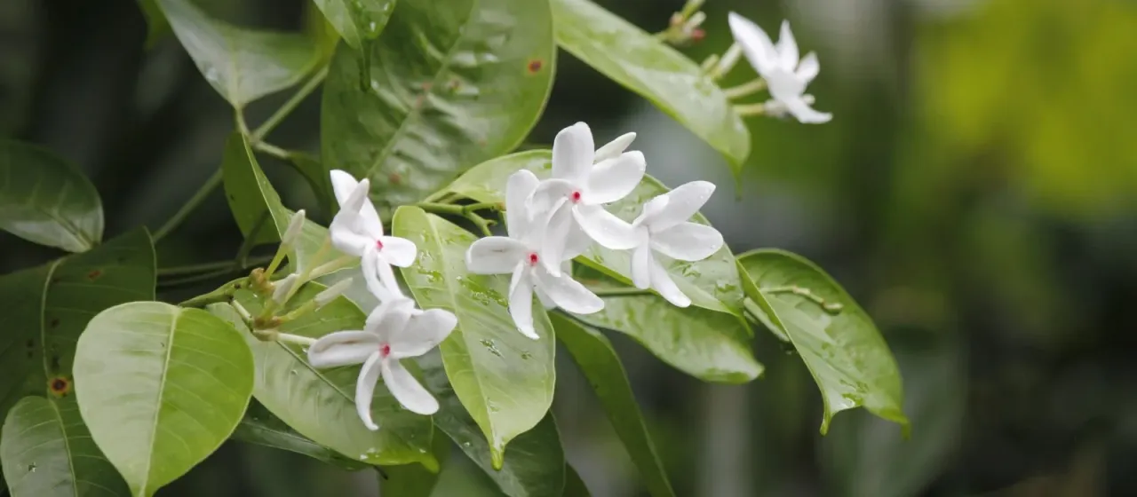Kopsia singapurensis