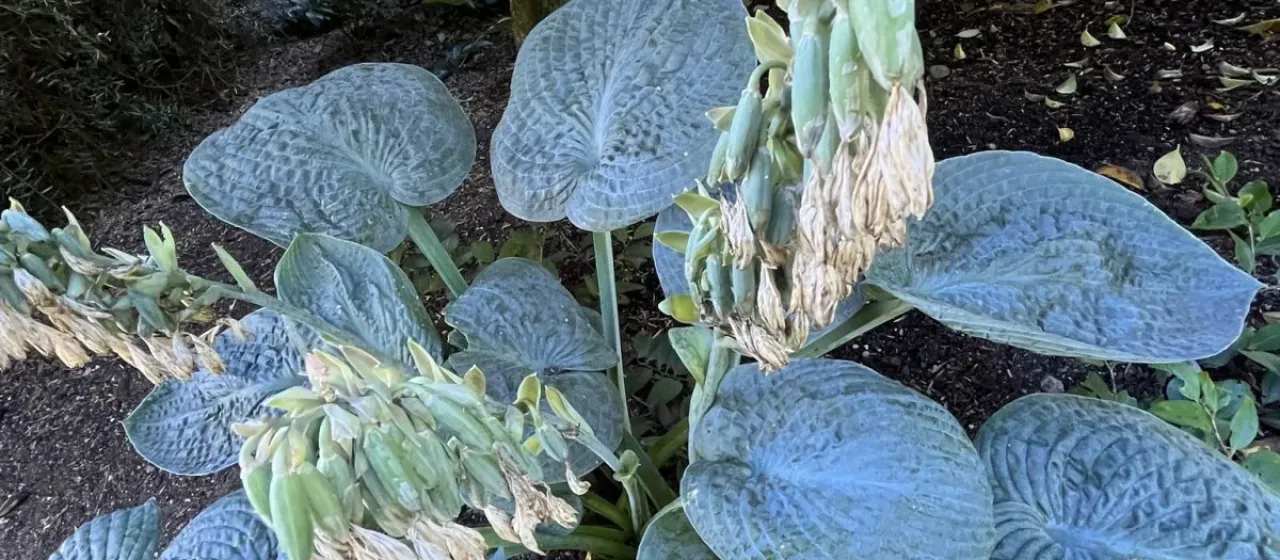Siebold's Hosta