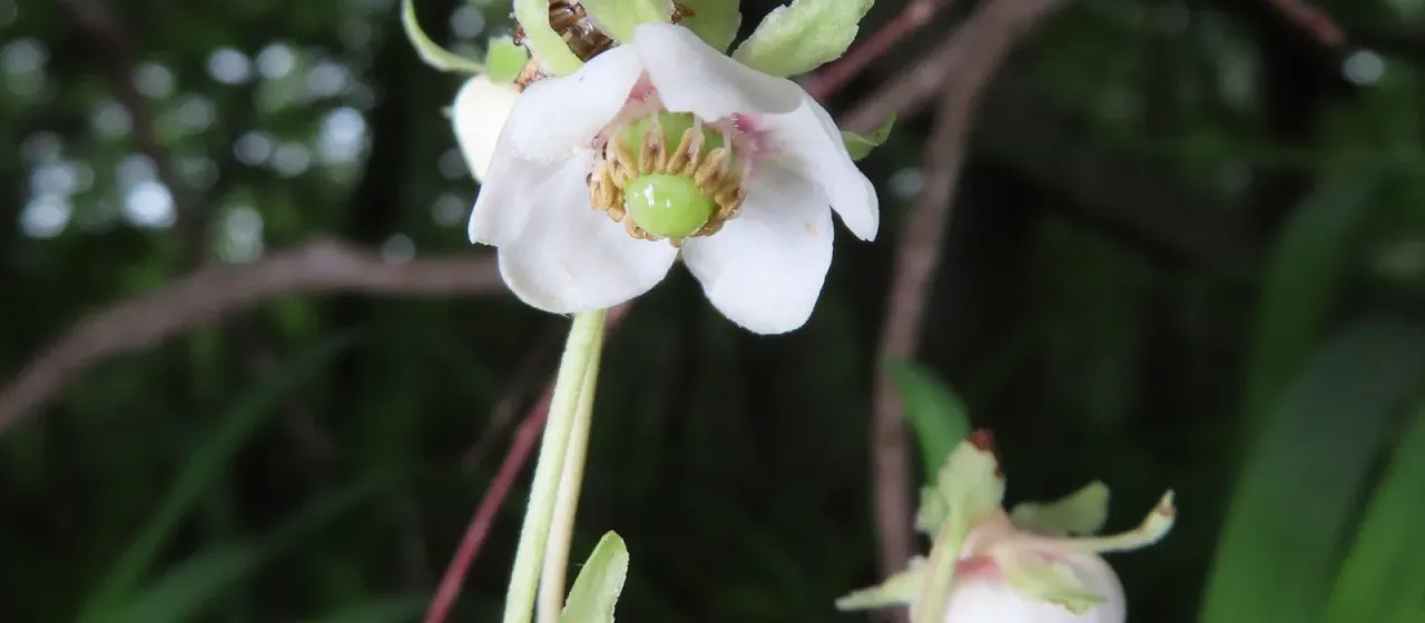 Japanese pipsissewa