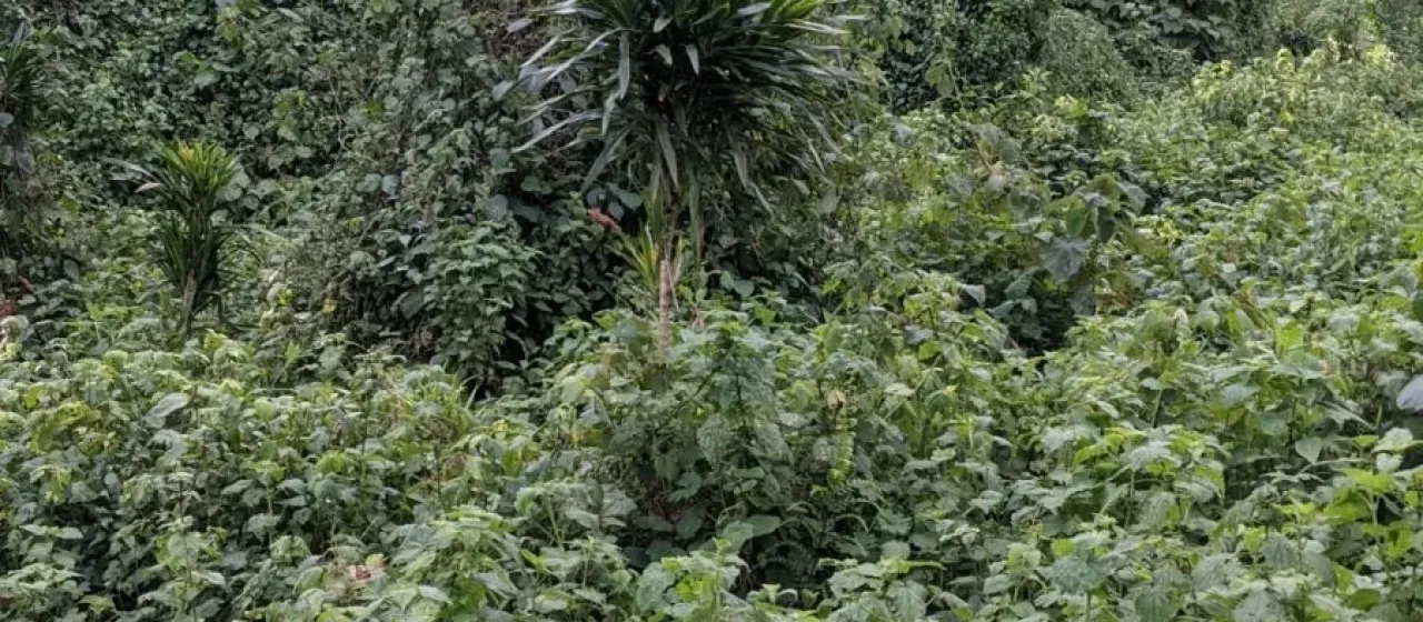 Dracaena afromontana