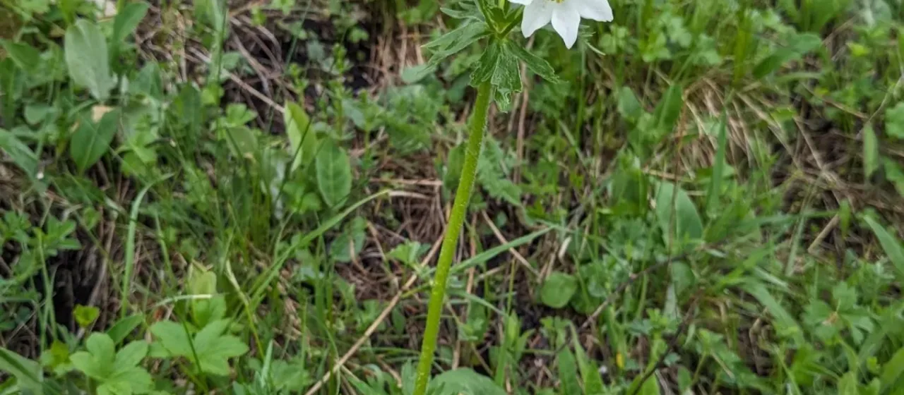Anemonastrum fasciculatum