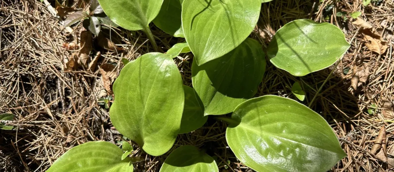 Hosta yingeri