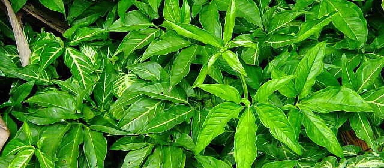 Syngonium neglectum