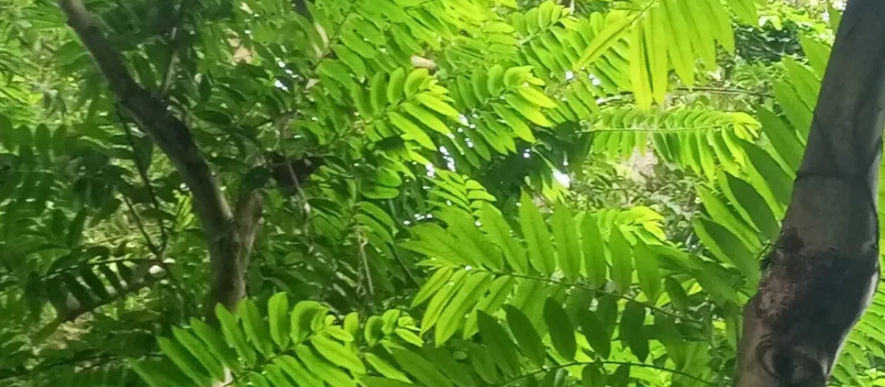 Cleistopholis patens