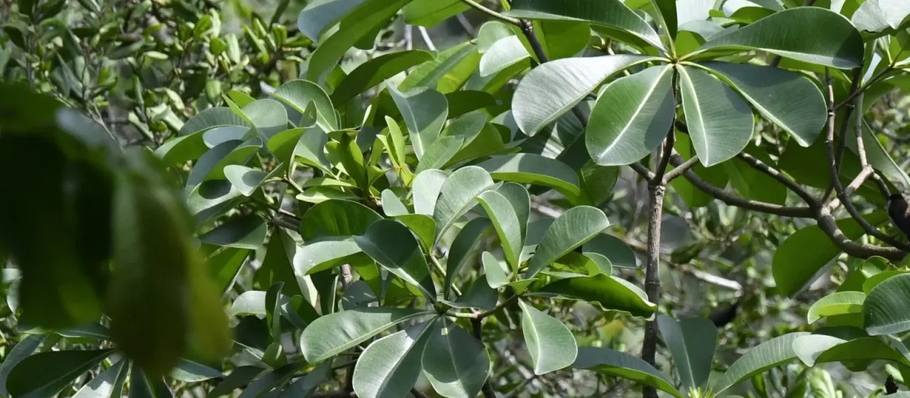 Alstonia boonei