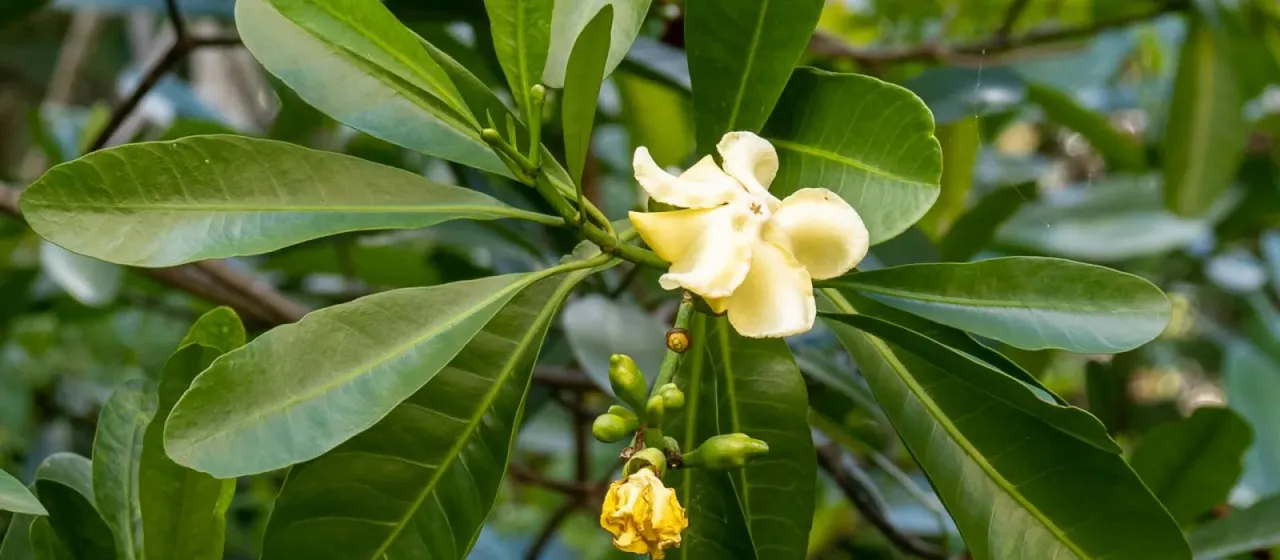 Voacanga thouarsii