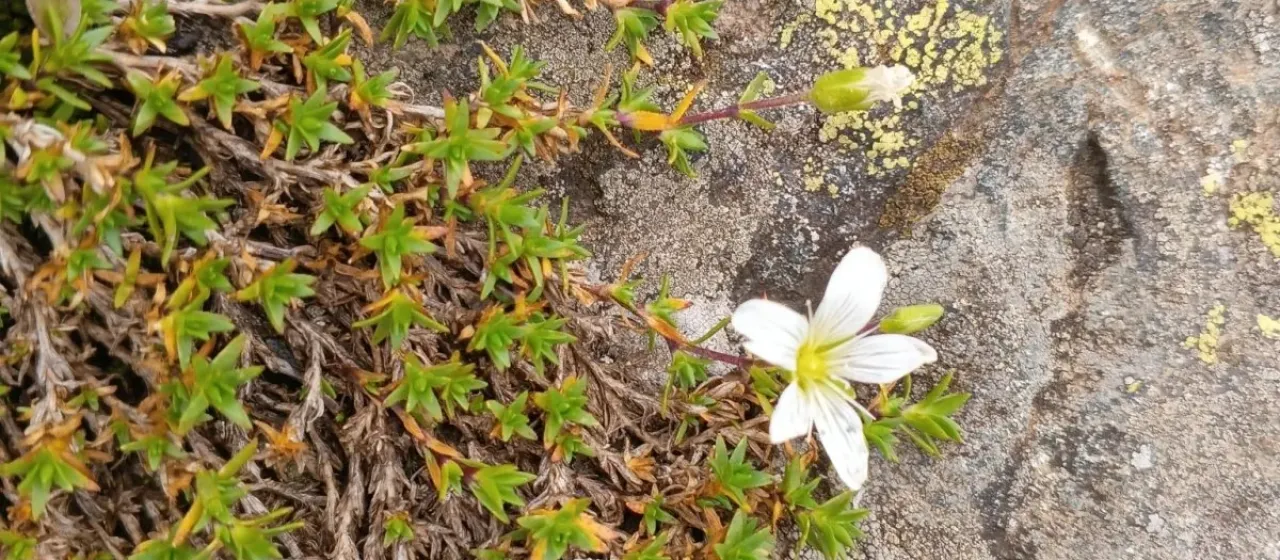 Pseudocherleria imbricata