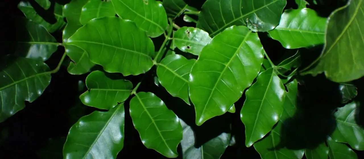 Kohekohe