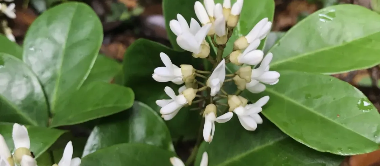 Euchresta japonica