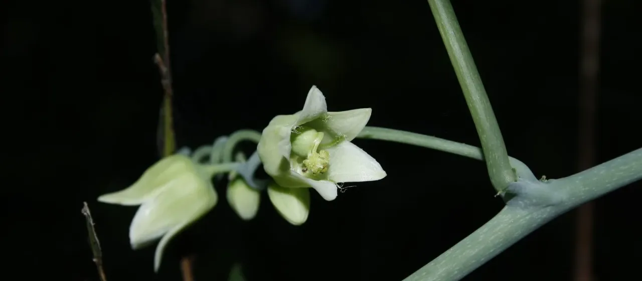 Adenia hondala