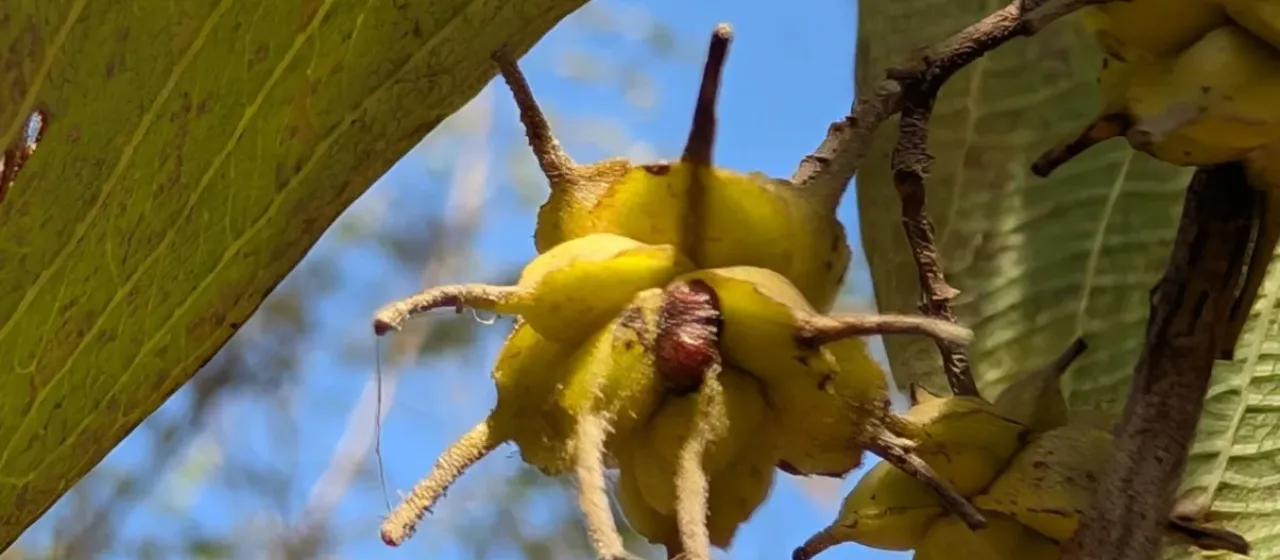 Anogeissus latifolia