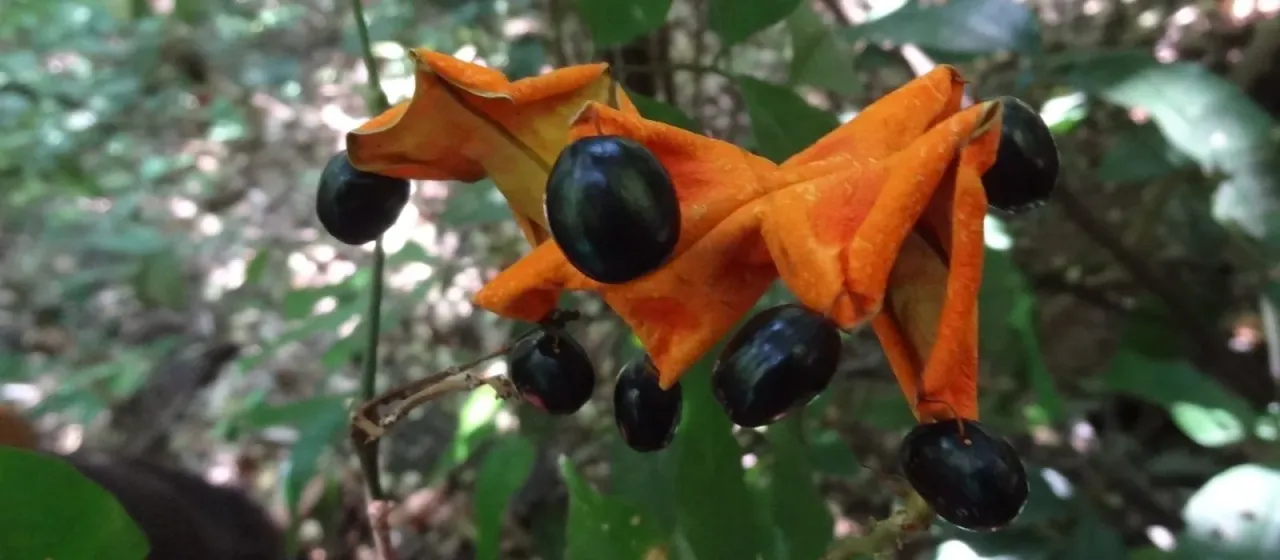 Archidendron bigeminum