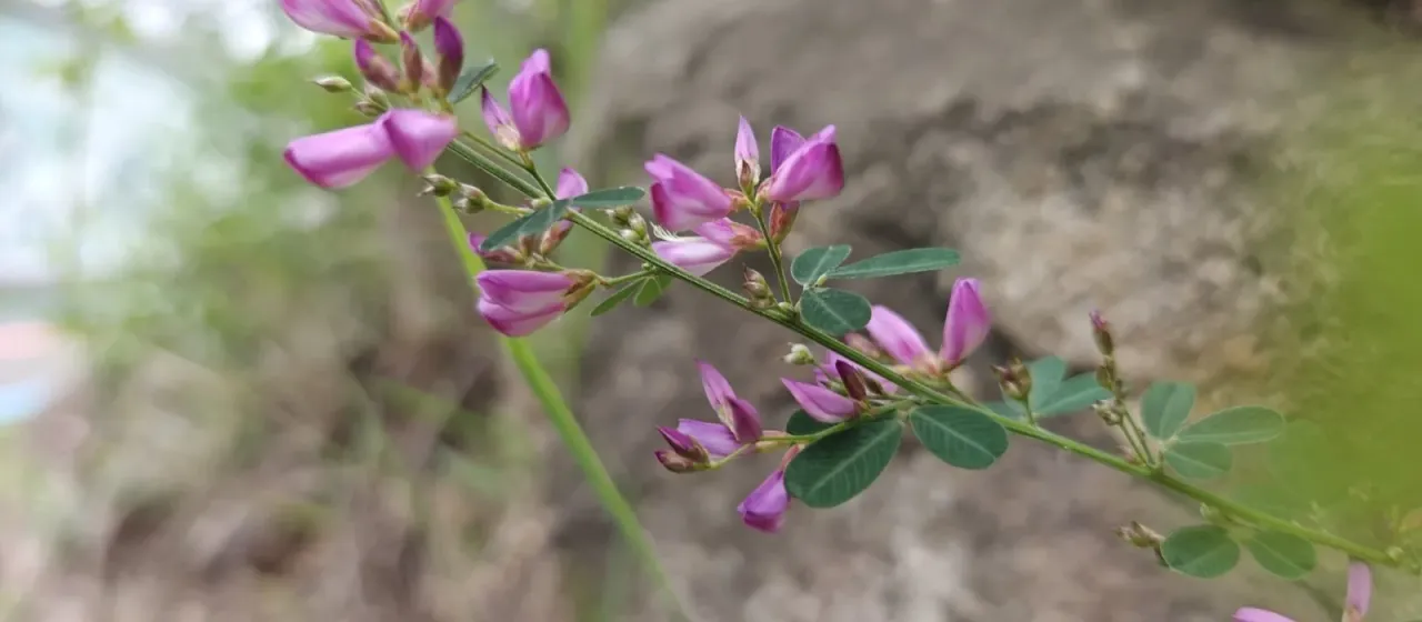 Lespedeza floribunda