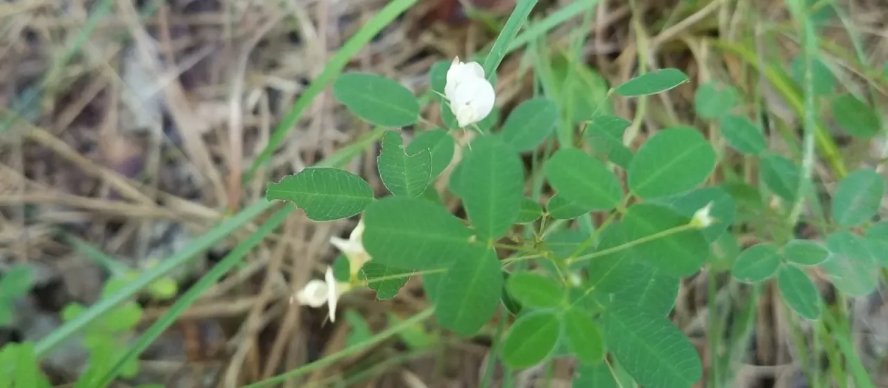 Lespedeza virgata