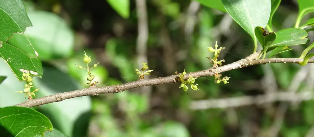 Forestiera rhamnifolia