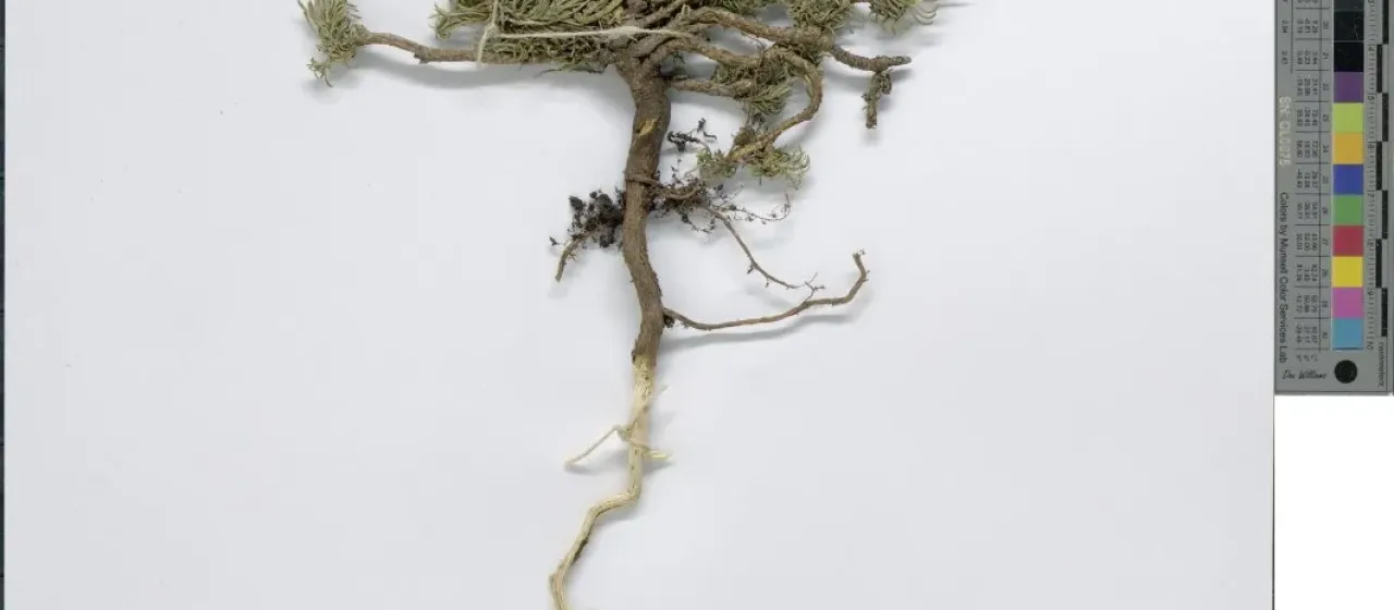 Aethionema schistosum