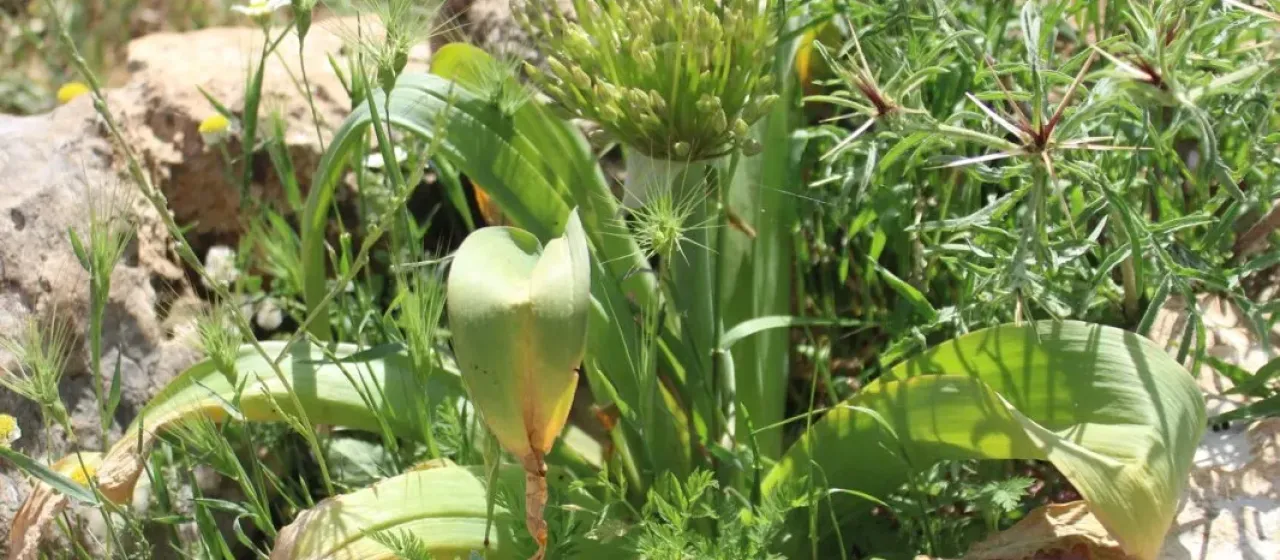 Allium schubertii