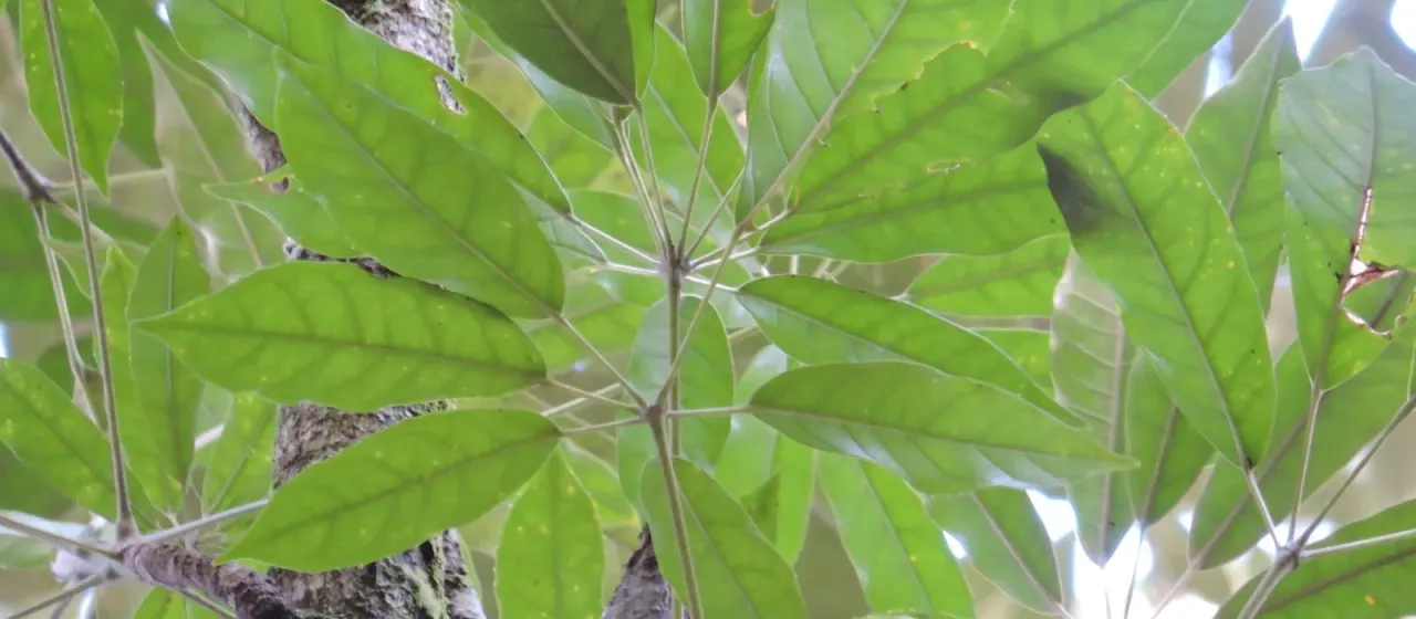 Schefflera angustissima