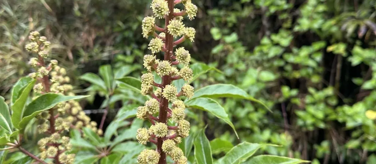 Oreopanax xalapensis