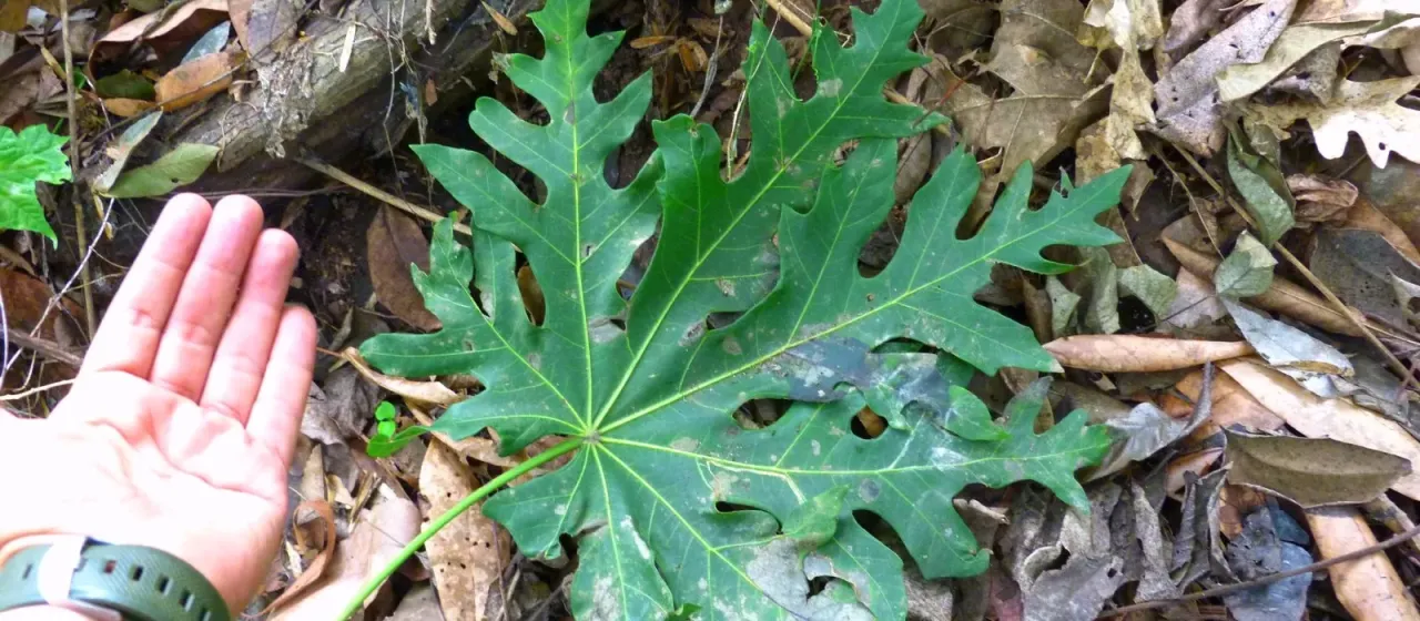 Oreopanax peltatus