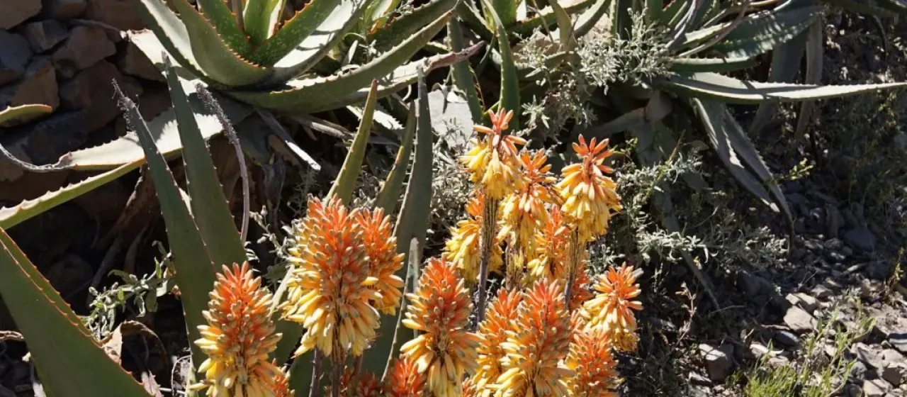 Aloe camperi