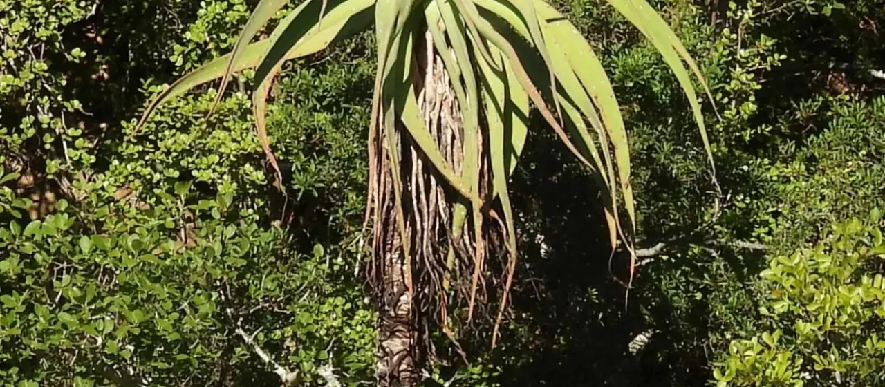 Aloe speciosa