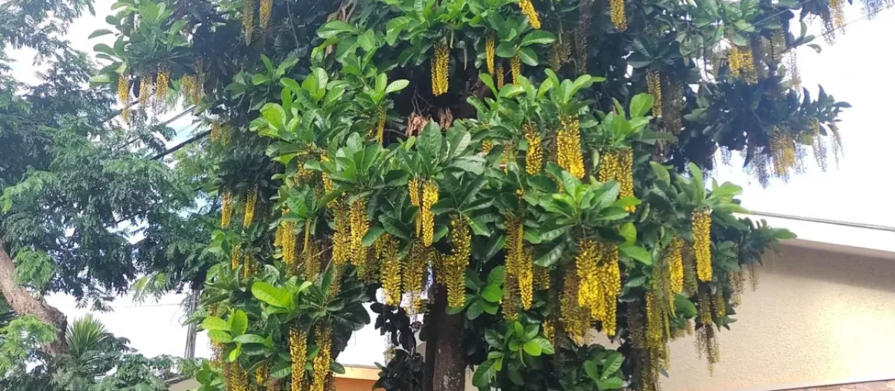 Lophanthera lactescens