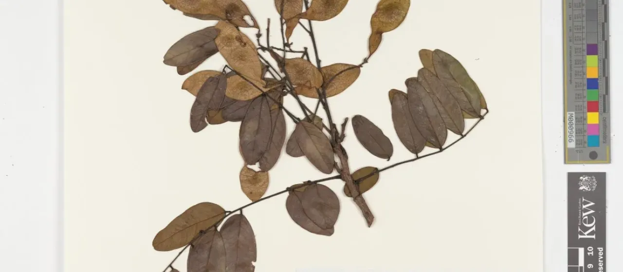 Leptolobium panamense