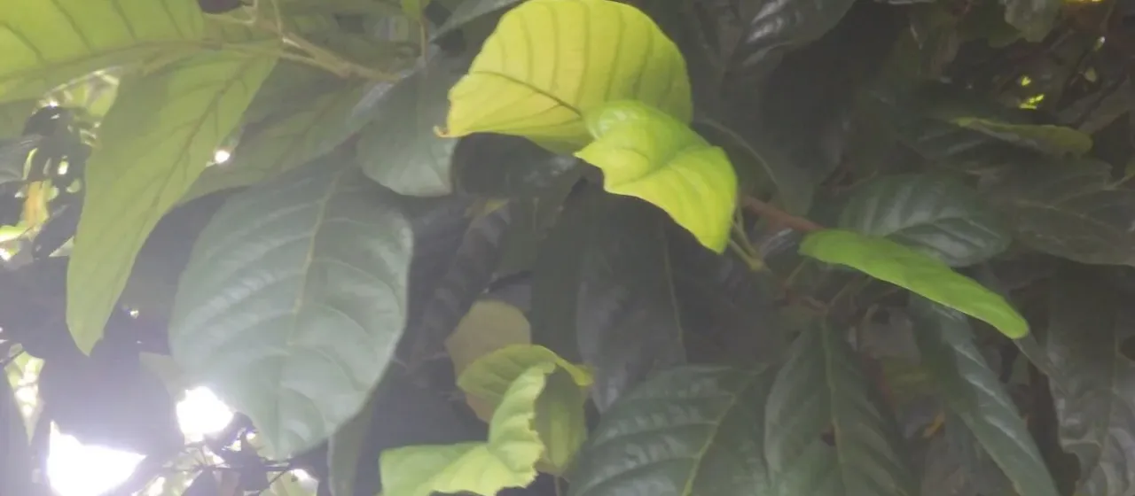 Sloanea berteroana