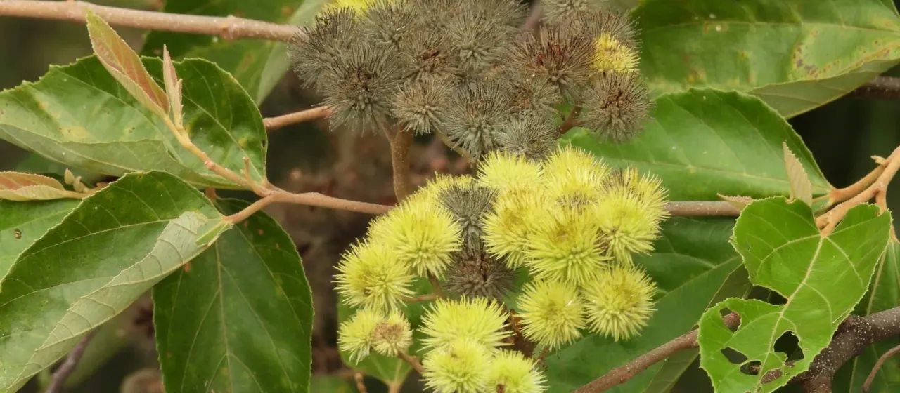 Commersonia bartramia