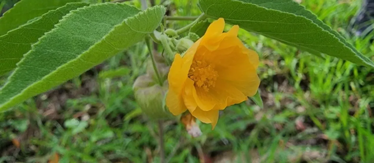 Gaya occidentalis