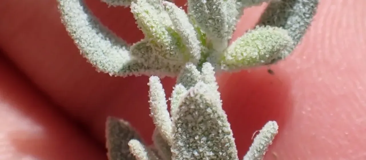 Экстриплекс калифорнийский